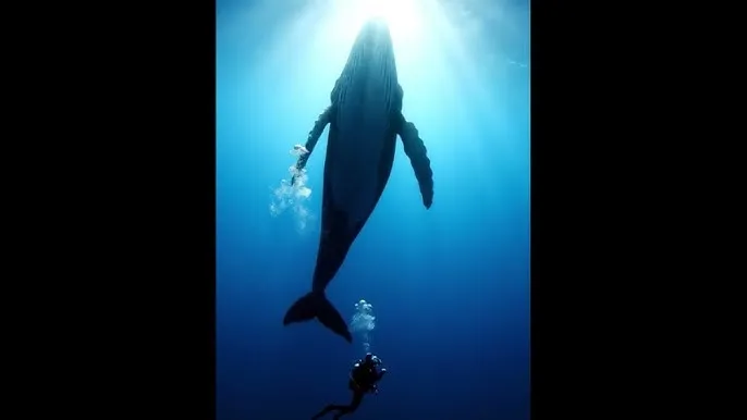 海角社区tv - 深蓝星球：探索海洋深处的未知世界